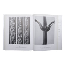 画像をギャラリービューアに読み込む, KARL BLOSSFELDT: URFORMEN DER KUNST WUNDERGARTEN DER NATUR